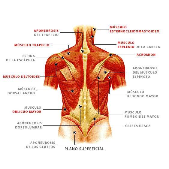 Anatomia de la espalda