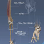 anatomia-de-la-pierna-estructura-osea-de-la-pelvis-muslo-pierna-y-pie