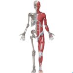 anatomia-funcional-del-musculo-esqueletico-descubre-sus-estructuras-y-funciones-clave