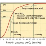 transporte-de-gases-durante-el-ejercicio-adaptacion-hemoglobina-factores-influyentes-y-equilibrio-homeostatico